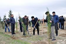 В Сумгайыте продолжается акция по высадке деревьев (ФОТО)
