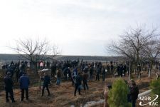 В Тертерском районе прошла акция по высадке деревьев (ФОТО)