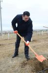 Azərbaycanın ekologiya tarixində özəl gün - 650 min ağacın əkilməsi reallaşdı (FOTOREPORTAJ)