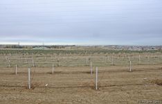 Trend.az, Day.az, Milli.az & Azernews.az staff take part in tree planting campaign (PHOTO/VIDEO)