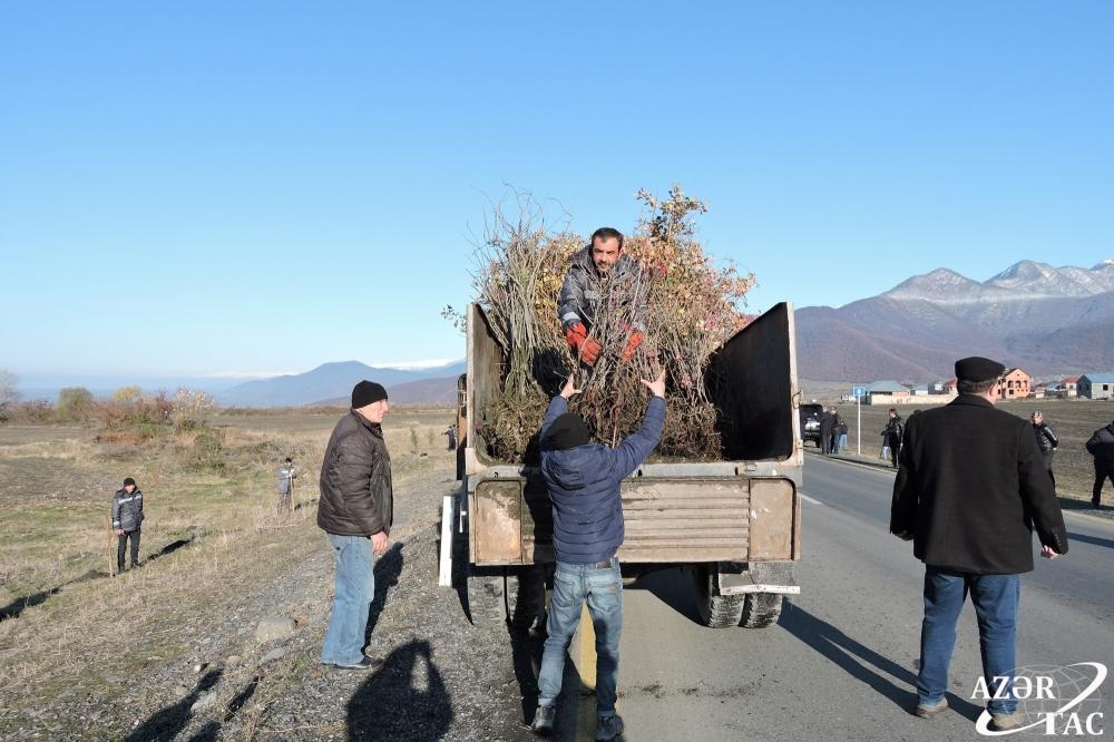 В Гахском районе продолжается акция по высадке деревьев (ФОТО)