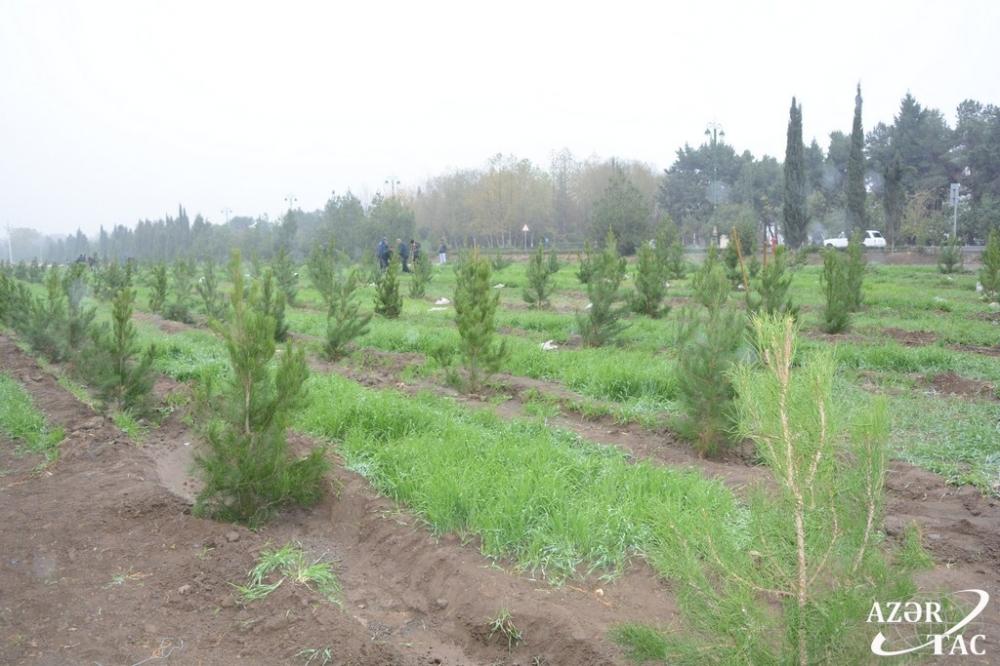 Минэкологии Азербайджана назвало районы, отличившиеся в акции по посадке деревьев