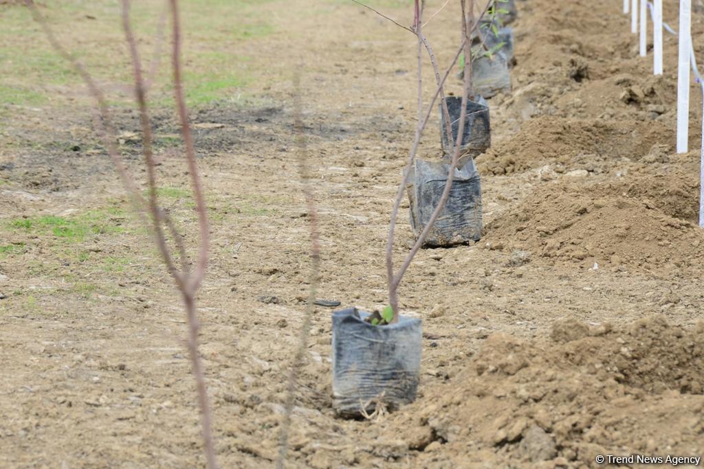 Trend.az, Day.az, Milli.az & Azernews.az staff take part in tree planting campaign (PHOTO/VIDEO)