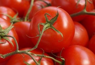 Азербайджан значительно увеличил экспорт помидоров
