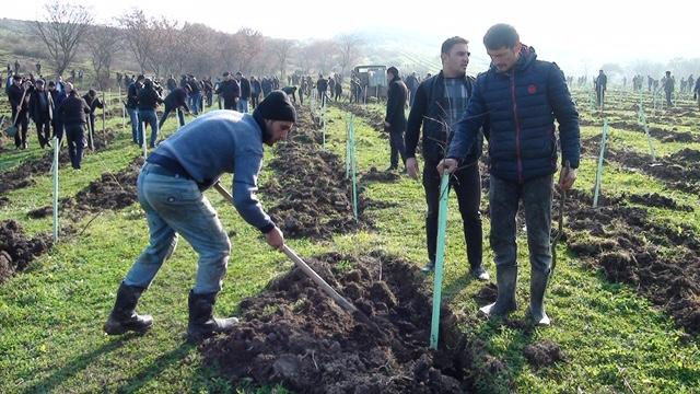 В Масаллинсом районе проведена осенняя кампания по посадке деревьев (ФОТО)