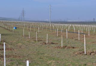 Nəcəfkənd-Qələnxur ərazisində kəsilmiş ağacların yerində yeni ağaclar əkilib