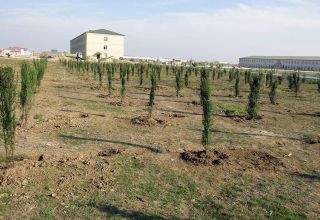 Number of trees planted by Azerbaijani army to exceed 200,000