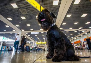 Рейс Norwegian Air из Лондона в Остин задержали из-за поведения собак