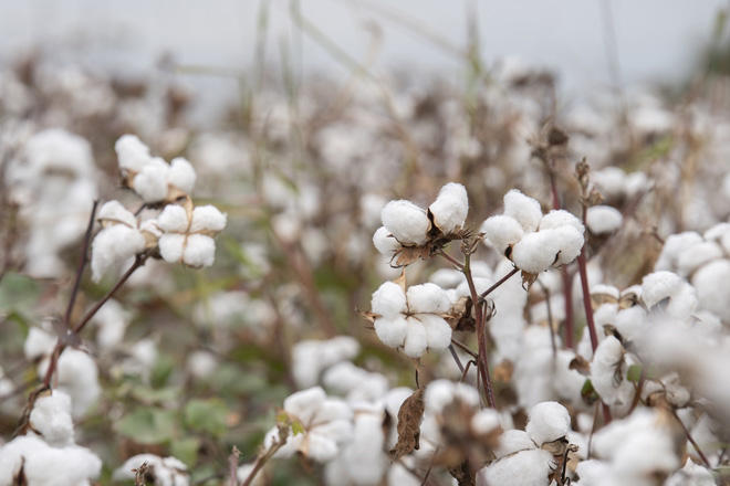 Azerbaijan exports cotton to four countries