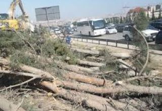 При расширении трассы Баку-Сумгайыт сохранить деревья невозможно - минэкологии