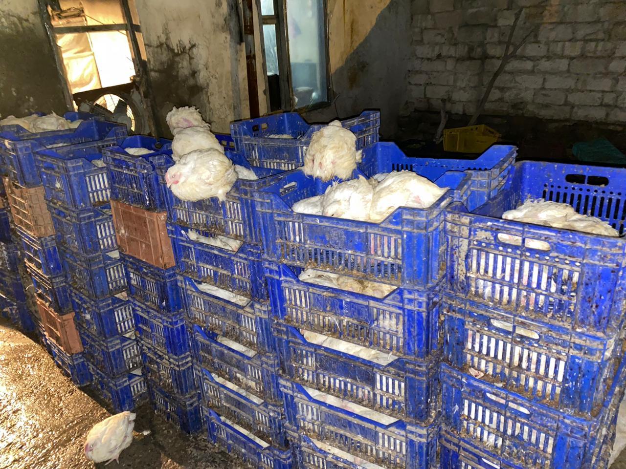 АПБ ограничило работу цеха по переработке птичьего мяса в Баку (ФОТО)