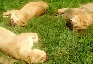 В заповеднике в Уганде браконьеры убили шесть львов