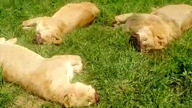 В заповеднике в Уганде браконьеры убили шесть львов
