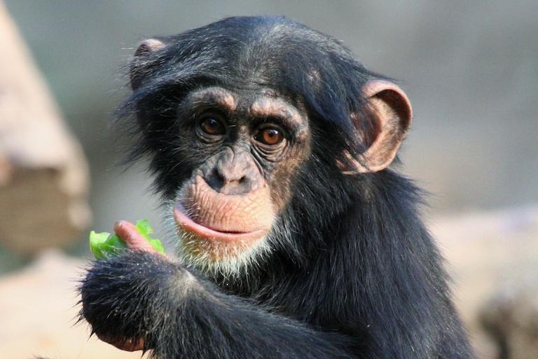Отель в Африке предлагал туристам из Азии блюдо из детеныша шимпанзе