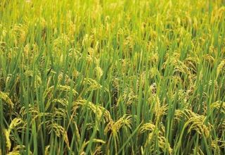 Azerbaijan more than triples five-year production of brown rice