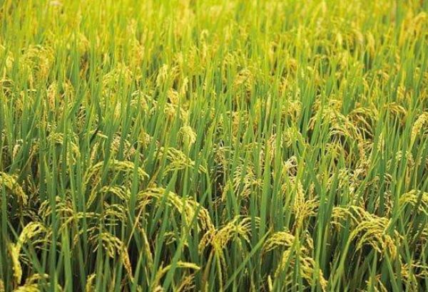 В прошлом году в Азербайджане рисом засеяны тысячи гектаров (ФОТО)