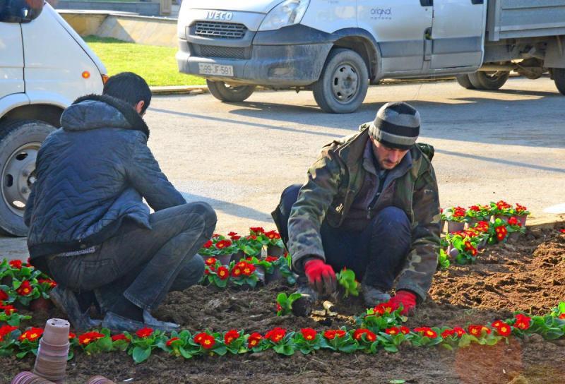 На Аллее шехидов идет подготовка к 30-й годовщине трагедии 20 Января (ФОТО)