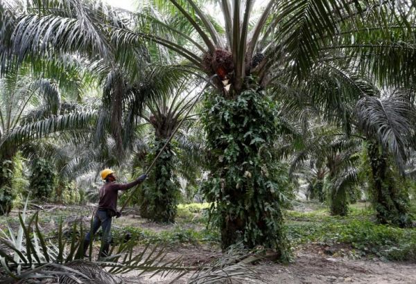Malaysia open to Davos talks with India amid palm oil spat