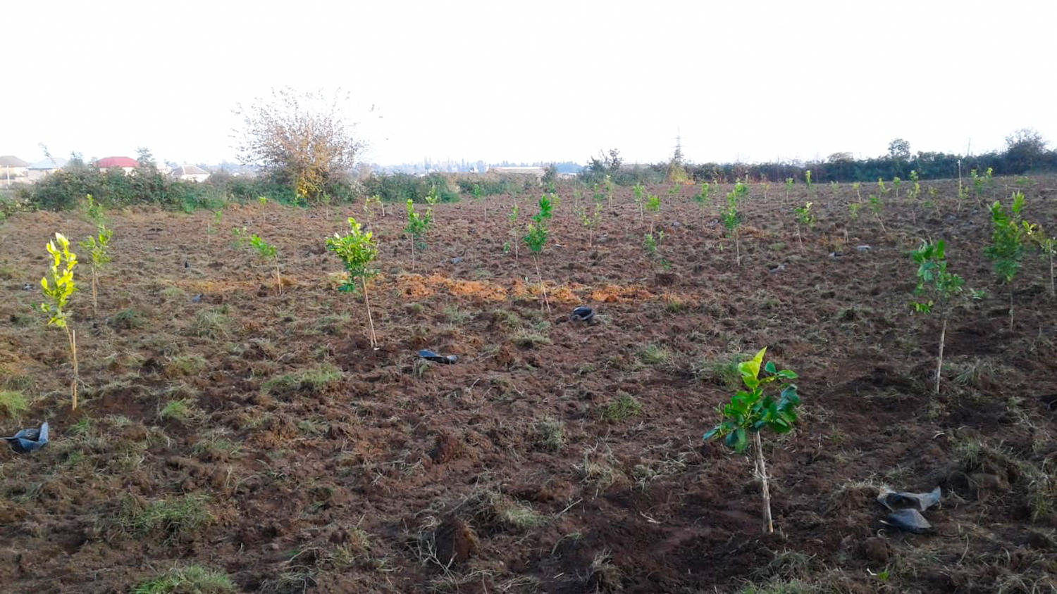В рамках повышения занятости в Лянкяранском районе посажены лимонные саженцы (ФОТО)
