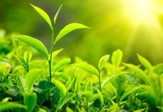 Azerbaijan resumes import of green tea from Lithuania