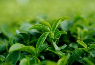 Азербайджан с начала года импортировал почти 13 тыс. тонн чая