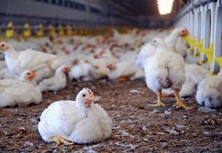 Poultry farm of Turkmenistan unveils production indicators
