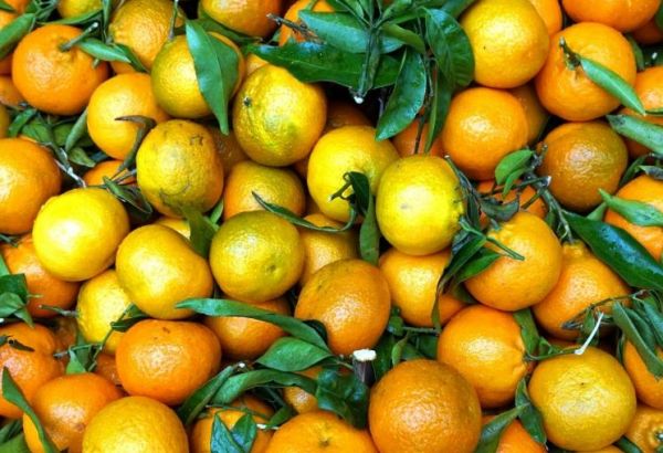 Kyrgyzstan shares breakdown on citrus fruits imports in 2023