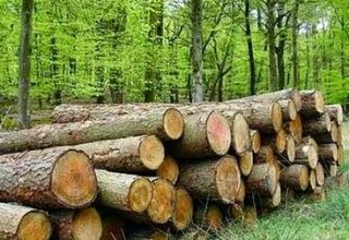 Рост в деревообрабатывающей промышленности Туркменистана превысил 20%