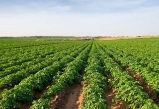 На юго-востоке Туркменистана расширят посевы картофеля