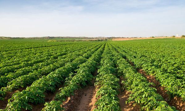 Turkmenistan’s Mary region to expand potato growing land
