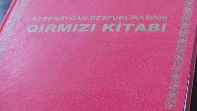 В Азербайджане завершается работа над третьим изданием "Красной книги"