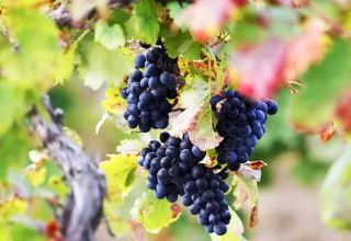 Азербайджан экспортировал более четырех тысяч тонн винограда