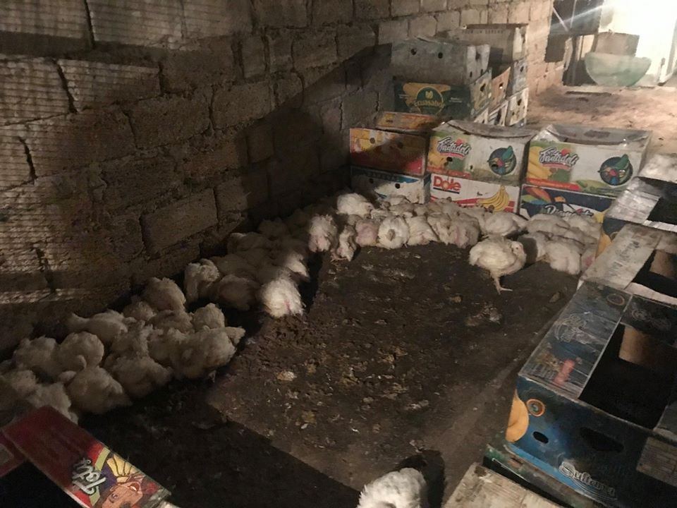 В Баку ограничена работа птицеводческого цеха (ФОТО)