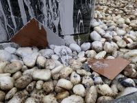 В Бельгии возбуждено уголовное дело по факту осквернения памятника Хуршидбану Натаван (ФОТО)