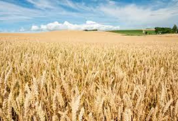 Purchasing of wheat from farmers in Iran's Fars Province continues