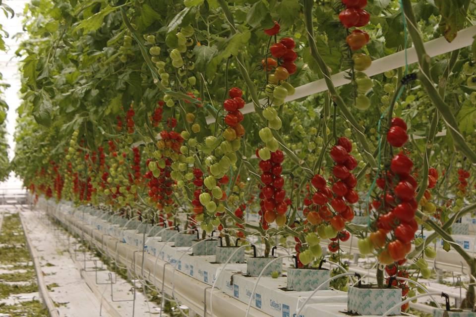 Georgian Greenhouse Corporation продолжает производство овощей в прежних объемах