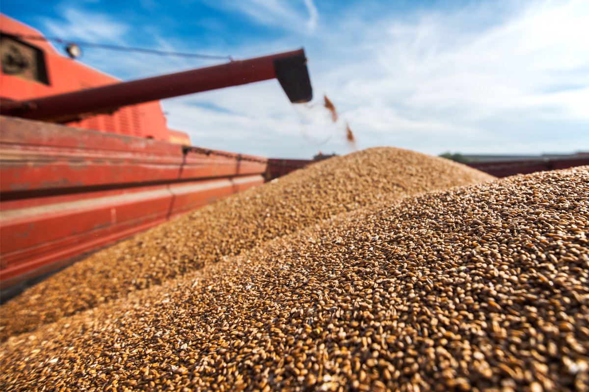 Индия поставила с середины мая за рубеж 1,8 млн тонн пшеницы