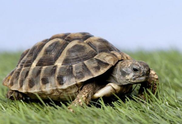 Обнаружена считающаяся исчезнувшей редкая черепаха