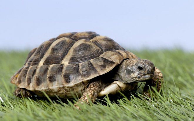 Обнаружена считающаяся исчезнувшей редкая черепаха