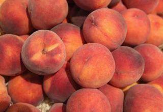 Georgia reveals volume of exported peaches, nectarines