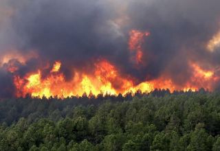 Площадь лесных пожаров в России выросла за сутки почти на 9 тыс. га
