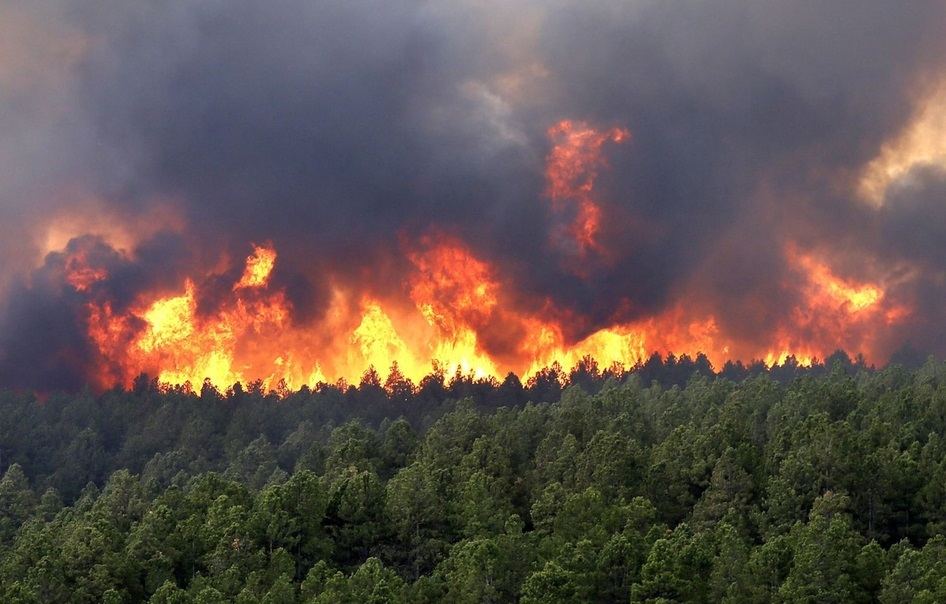 Более 14 тысяч гектаров российских лесов охвачено пожарами