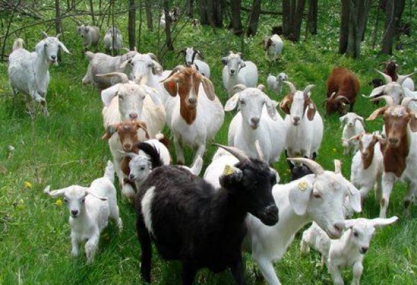 Anasının fermasından 71 baş keçi oğurlayan Şəki sakini tutuldu