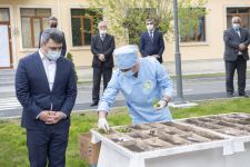 Азербайджанским шелководам роздано 20 тысяч коробок промышленных личинок гибридного шелкопряда (ФОТО)
