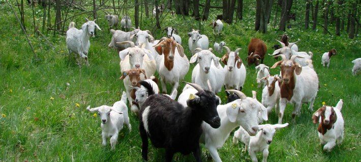 Spanish Murciana goat sales begin in Azerbaijan