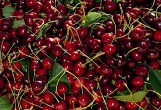 Cherries, grapes top list of fruits and vegetable products exported from Uzbekistan