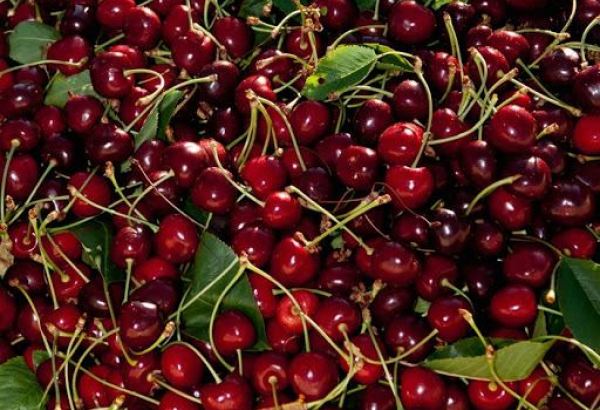 Uzbekistan starts shipment of cherries to South Korea