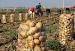 Азербайджан начал экспорт раннего картофеля в зарубежные страны
