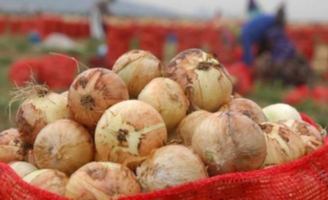 Азербайджан экспортирует лук в арабские страны