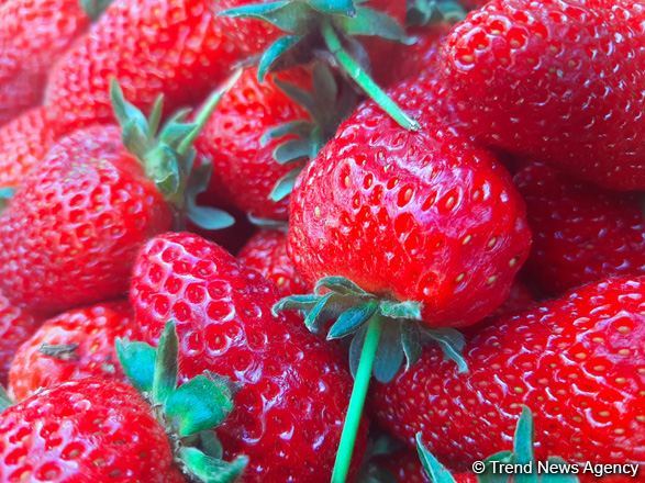 Туркменистан осуществил крупные поставки овощей и фруктов в страны ЕАЭС